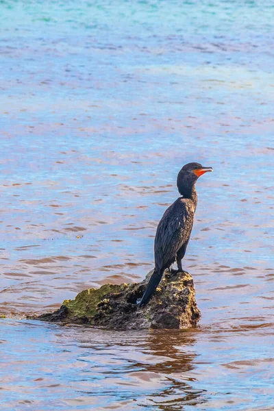 Neotropis Длиннохвостые Бакланы Сидят Камнях Воде Тропическом Пляже Playa Del — стоковое фото