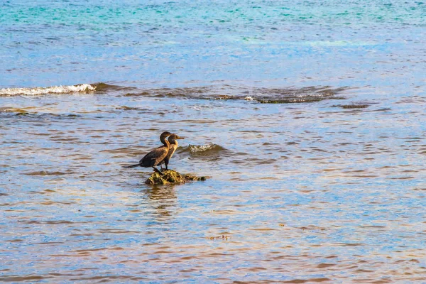 Neotropis Corvos Marinhos Cauda Longa Sentados Pedra Rocha Água Praia — Fotografia de Stock