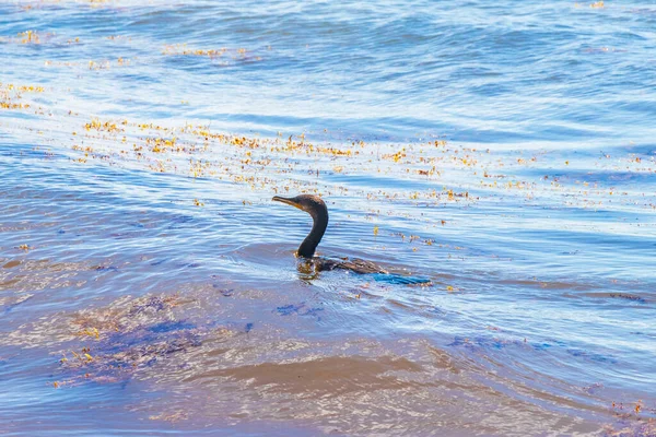 Neotropis Long Tailed Cormorant Swim Tropis Trobeach Playa Del Carmen — 스톡 사진