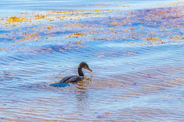 Neotropis Cormorão Cauda Longa Nadando Água Praia Tropical Playa Del — Fotografia de Stock