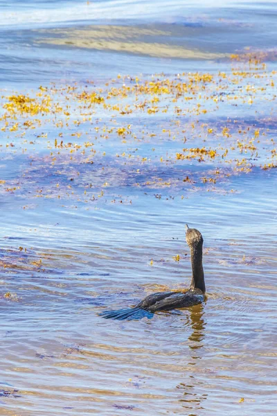 Neotropis Long Tailed Cormorant Κολύμπι Στο Νερό Στην Τροπική Παραλία — Φωτογραφία Αρχείου