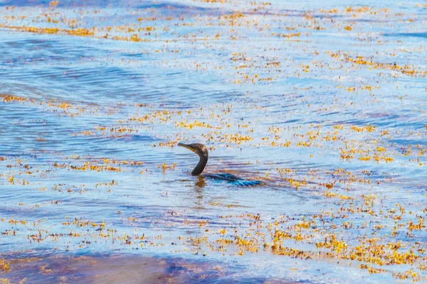 Neotropis Cormorán Cola Larga Nadando Agua Playa Tropical Playa Del — Foto de Stock