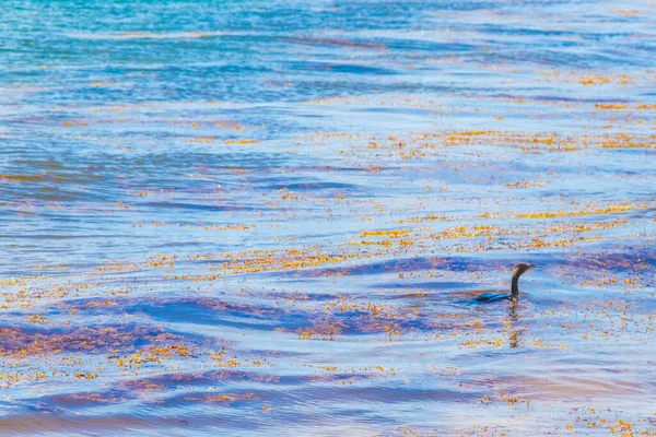 Neotropis Langschwanzkormoran Schwimmt Wasser Tropischen Strand Von Playa Del Carmen — Stockfoto