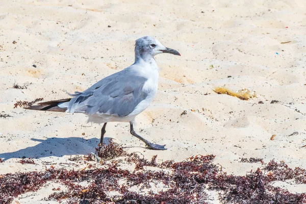 Gaivotas Aves Marinhas Caminhando Areia Branca Praia Entre Algas Sargazo — Fotografia de Stock