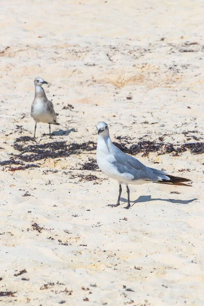 Gaivotas Aves Marinhas Caminhando Areia Branca Praia Entre Algas Sargazo — Fotografia de Stock