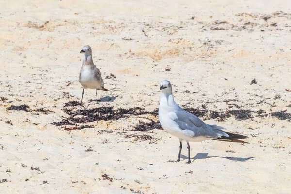 Gaivotas Aves Marinhas Caminhando Areia Branca Praia Entre Algas Sargazo — Fotografia de Stock