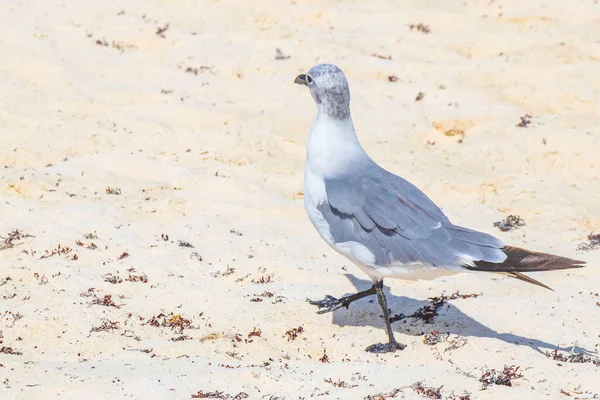 Gaivotas Aves Marinhas Caminhando Areia Branca Praia Entre Algas Sargazo — Fotografia de Stock