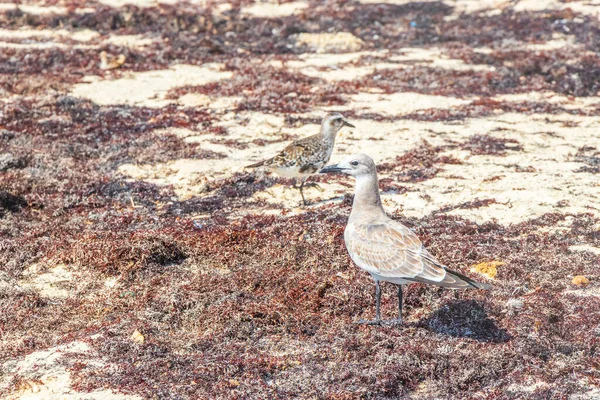 海鸥海鸥海鸥在白色沙滩上行走在海藻沙加佐平原和卡门金塔纳罗奥岛之间 — 图库照片
