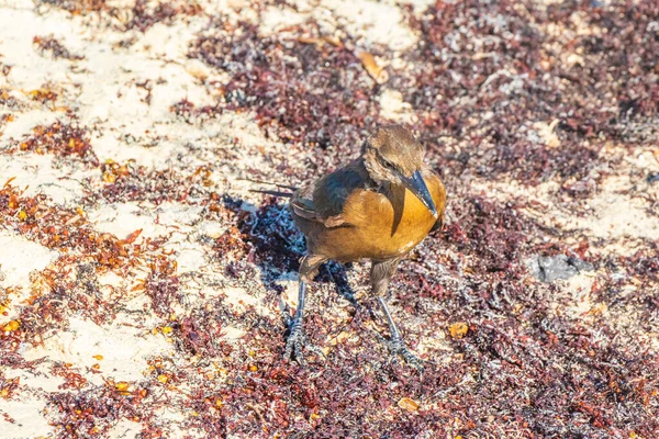 Great Tailed Grackle Quiscalus Mexicanus Male Female Bird Eating Disgusting — Foto de Stock