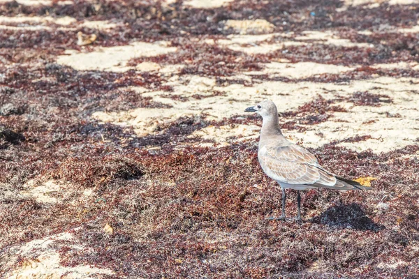 海鸥海鸥海鸥在白色沙滩上行走在海藻沙加佐平原和卡门金塔纳罗奥岛之间 — 图库照片