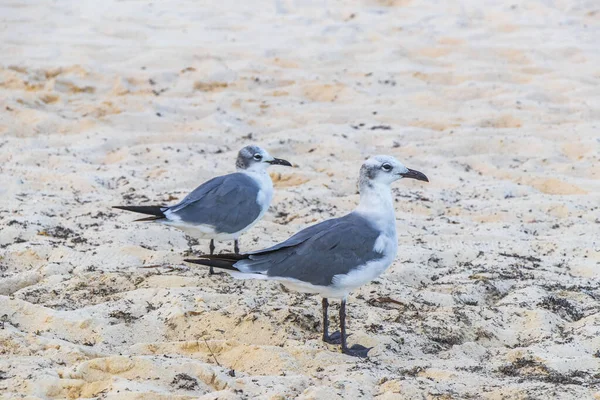 Gaivotas Aves Marinhas Caminhando Areia Branca Praia Entre Algas Sargazo — Fotografia de Stock