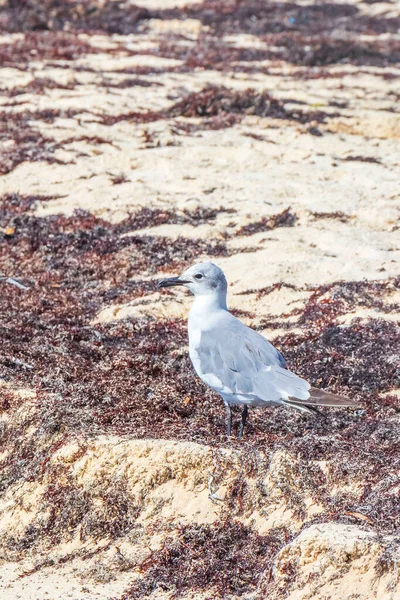 Gaivotas Aves Marinhas Caminhando Areia Branca Praia Entre Algas Sargazo — Fotografia de Stock