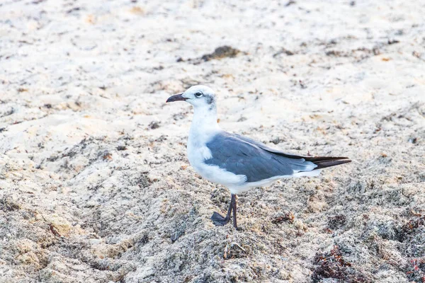 Gabbiano Gabbiani Uccelli Marini Piedi Sulla Sabbia Bianca Spiaggia Tra — Foto Stock
