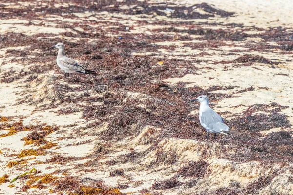 Seagull Seagulls Seabirds Walking White Beach Sand Seaweed Sargazo Playa — Stock Photo, Image