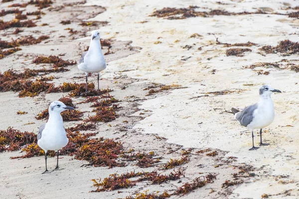 Gaviota Gaviotas Aves Marinas Caminando Sobre Arena Blanca Playa Entre — Foto de Stock