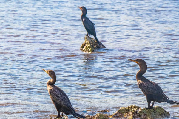 Neotropis Κορμοράνοι Μακριά Ουρά Κάθονται Πάνω Πέτρα Βράχο Στο Νερό — Φωτογραφία Αρχείου