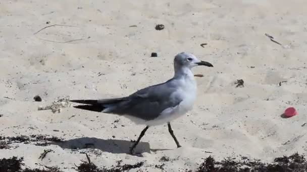 Racci Racci Mořští Kráčející Bílém Písku Mezi Řasami Sargazo Playa — Stock video