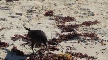 Great-Tailed Grackle Quiscalus mexicanus male female bird is eating disgusting sargazo at tropical mexican beach in Playa del Carmen Mexico.