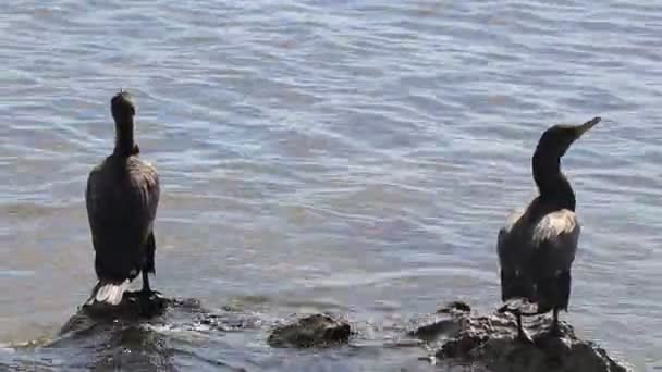 Neotropis Corvos Marinhos Cauda Longa Sentados Pedra Rocha Água Praia — Vídeo de Stock