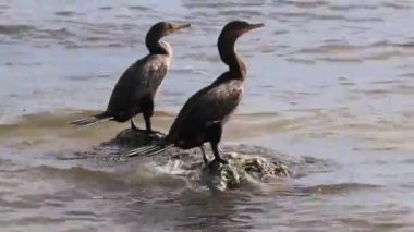 Neotropis Uzun Kuyruklu Karabataklar Playa del Carmen Quintana Roo Meksika 'daki tropik plajda suda kaya kaya kaya üzerinde oturuyorlar..