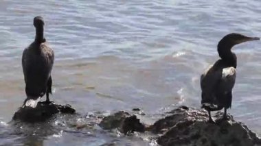 Neotropis Uzun Kuyruklu Karabataklar Playa del Carmen Quintana Roo Meksika 'daki tropik plajda suda kaya kaya kaya üzerinde oturuyorlar..