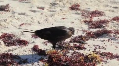 Great-Tailed Grackle Quiscalus mexicanus male female bird is eating disgusting sargazo at tropical mexican beach in Playa del Carmen Mexico.