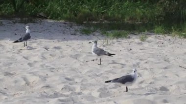 Martı martıları, beyaz kumsalda, yosun Sargazo Playa del Carmen Quintana Roo arasında yürüyen deniz kuşları..