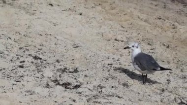 Martı martıları, beyaz kumsalda, yosun Sargazo Playa del Carmen Quintana Roo arasında yürüyen deniz kuşları..