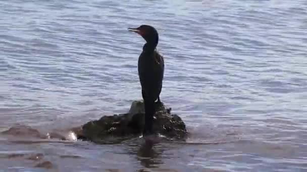 Neotropis Long Tailed Cormorant Cormorants Sitting Rock Boulder Stone Water — Stock Video
