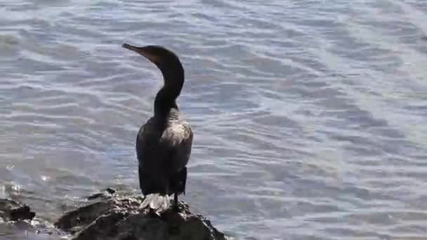 Neotropis Cormoranes Cola Larga Sentados Piedra Roca Agua Playa Tropical — Vídeos de Stock