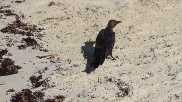 Great Tailed Grackle Quiscalus Mexicanus Male Female Bird Eating Disgusting — Stockvideo