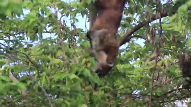 Coati Coatis Trepa Árboles Ramas Come Busca Frutas Selva Tropical — Vídeo de stock