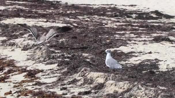 Möwen Möwen Seevögel Auf Dem Weißen Strand Sand Zwischen Algen — Stockvideo