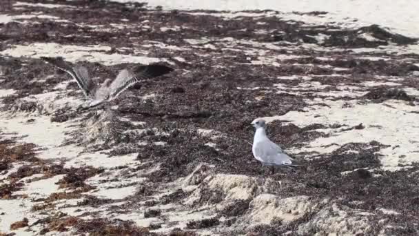 Seagull Seagulls Seabirds Walking White Beach Sand Seaweed Sargazo Playa — Stock Video