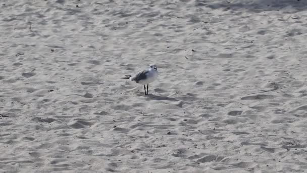 Gaivotas Aves Marinhas Caminhando Areia Branca Praia Entre Algas Sargazo — Vídeo de Stock