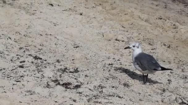 Gabbiano Gabbiani Uccelli Marini Piedi Sulla Sabbia Bianca Spiaggia Tra — Video Stock