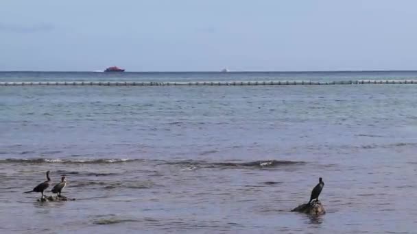 Meeuw Meeuwen Zeevogels Die Het Witte Strand Lopen Tussen Zeewier — Stockvideo
