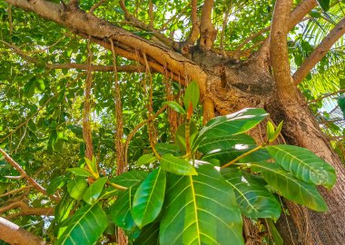 Playa del Carmen Quintana Roo Meksika 'da Ficus maxima incir ağacı..
