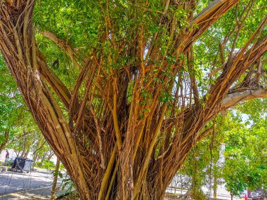 Playa del Carmen Quintana Roo Meksika 'da Ficus maxima incir ağacı..