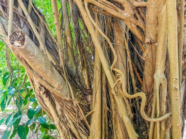 Playa del Carmen Quintana Roo Meksika 'da Ficus maxima incir ağacı..