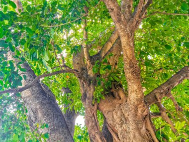 Playa del Carmen Quintana Roo Meksika 'da Ficus maxima incir ağacı..