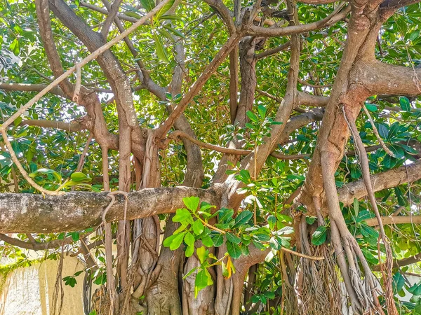 Grote Prachtige Ficus Maxima Vijgenboom Playa Del Carmen Quintana Roo — Stockfoto