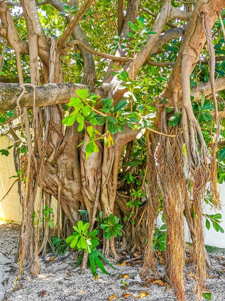 Riesiger Schöner Ficus Maxima Feigenbaum Playa Del Carmen Quintana Roo — Stockfoto