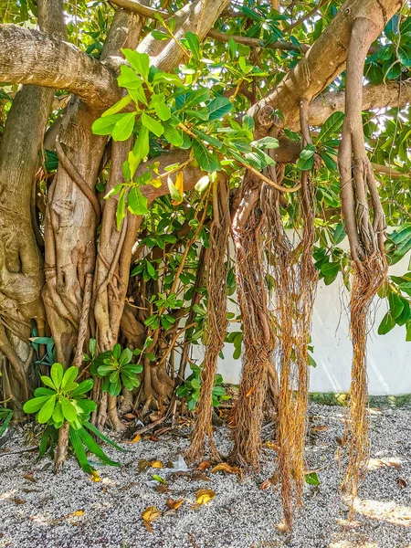 Grote Prachtige Ficus Maxima Vijgenboom Playa Del Carmen Quintana Roo — Stockfoto