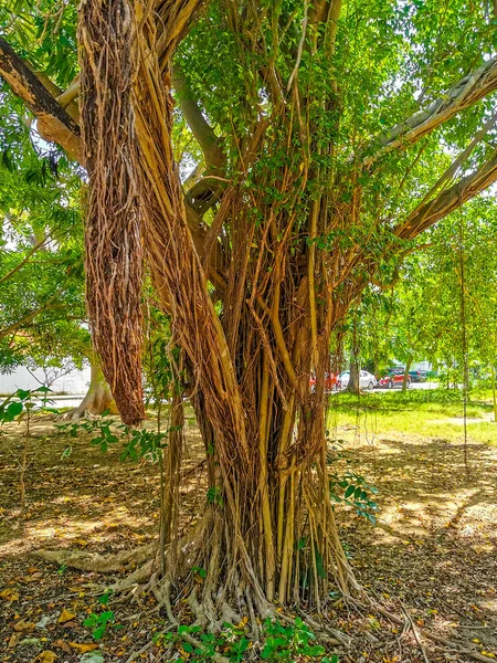 Hatalmas Gyönyörű Ficus Maxima Fügefa Playa Del Carmen Quintana Roo — Stock Fotó