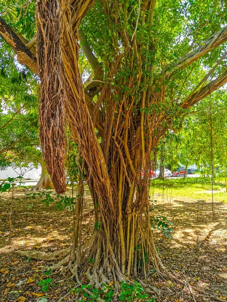 Enorme Bela Ficus Maxima Árvore Figueira Playa Del Carmen Quintana — Fotografia de Stock