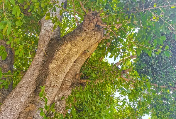 Enorme Hermosa Higuera Ficus Maxima Playa Del Carmen Quintana Roo — Foto de Stock