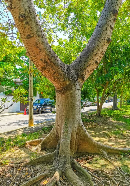 Τεράστια Όμορφο Δέντρο Kapok Ceiba Δέντρο Αιχμές Στο Τροπικό Δάσος — Φωτογραφία Αρχείου