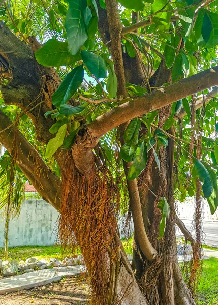 Enorme Hermosa Higuera Ficus Maxima Playa Del Carmen Quintana Roo — Foto de Stock