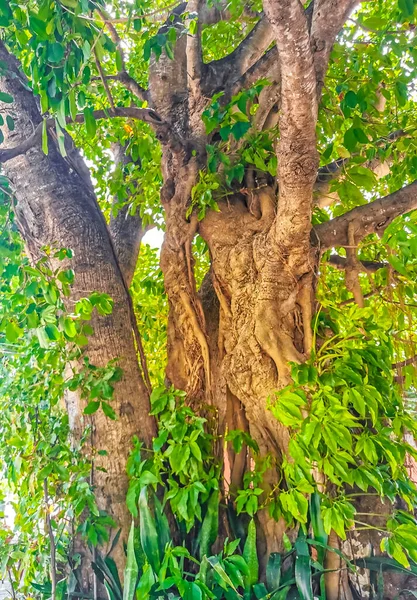 Hatalmas Gyönyörű Ficus Maxima Fügefa Playa Del Carmen Quintana Roo — Stock Fotó